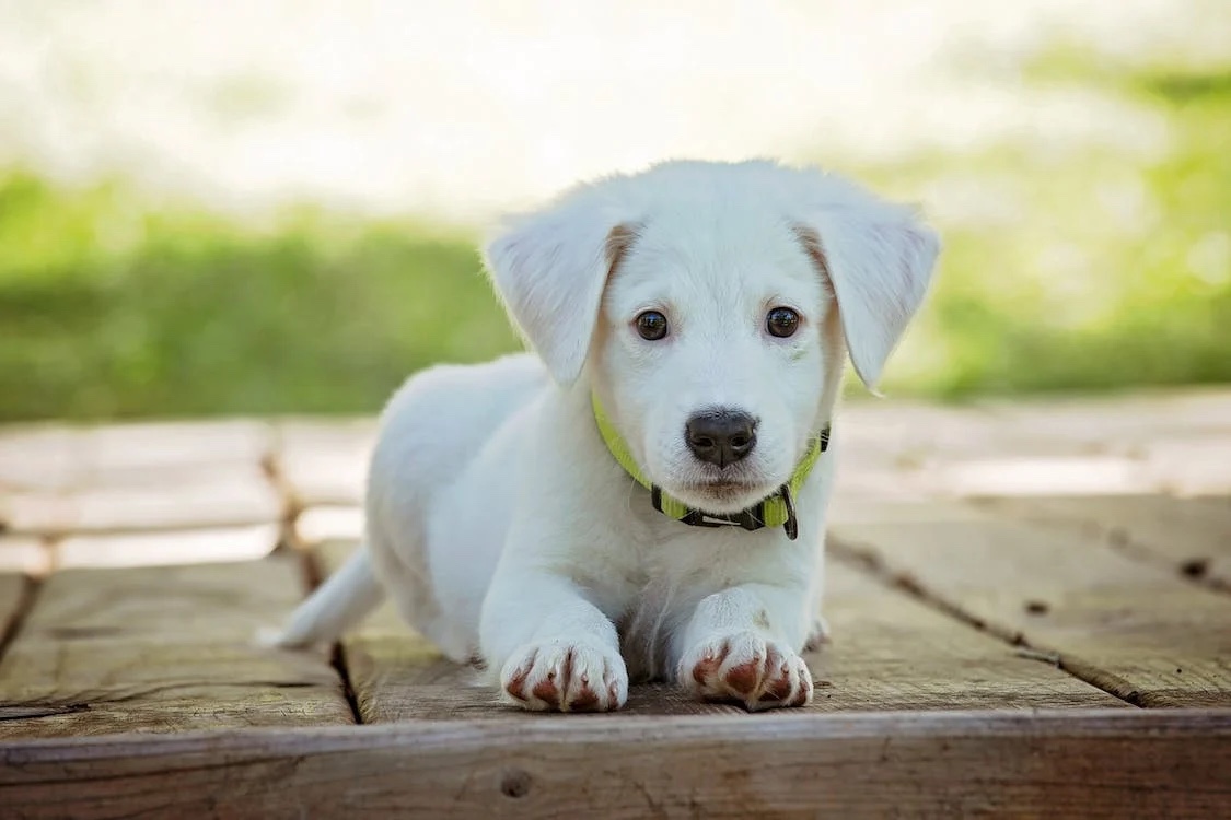 Here’s how to take the perfect pet photo