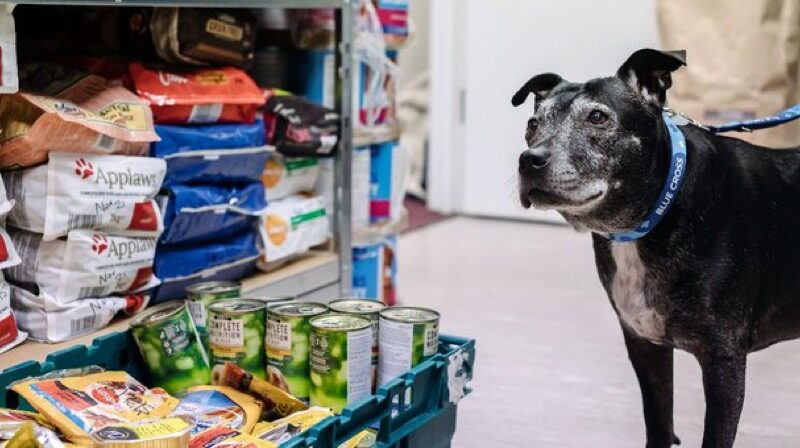 PET OWNERS FEEL THE PINCH WITH FOOD AND TOYS ALONE TOTALING £535 PER YEAR