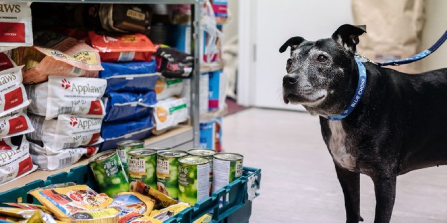 PET OWNERS FEEL THE PINCH WITH FOOD AND TOYS ALONE TOTALING £535 PER YEAR