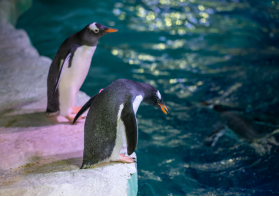 SEA LIFE BIRMINGHAM REVEALS THE LATEST SHOCK RECOUPLING, AND IT’S ADORABLE!