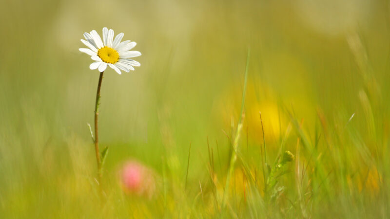 Alison Steadman backs wilder lawns – make yours a dandelion spring!