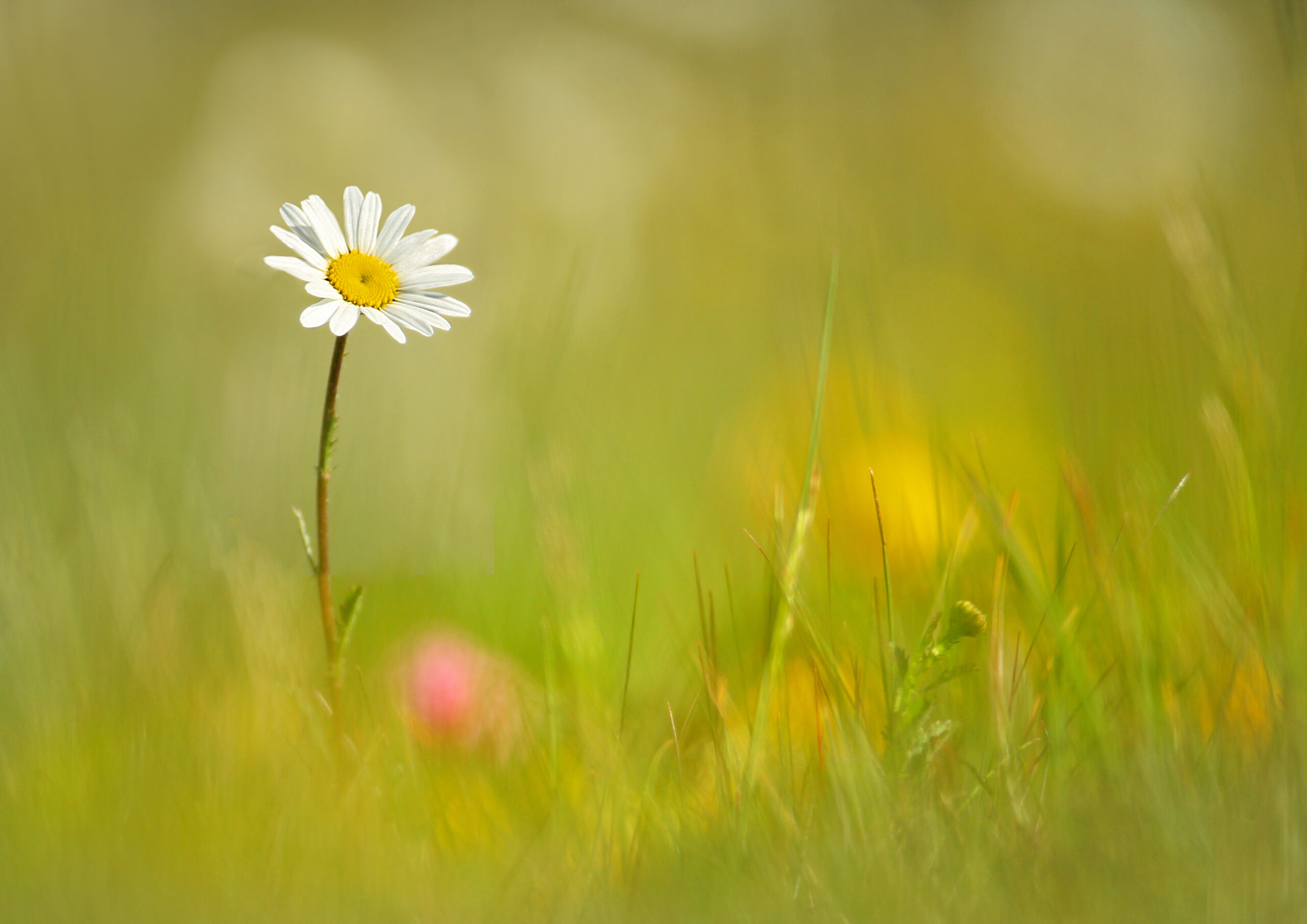 Alison Steadman backs wilder lawns – make yours a dandelion spring!