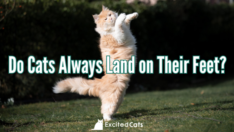 Do Cats Always Land on Their Feet?  The Fascinating Answer!