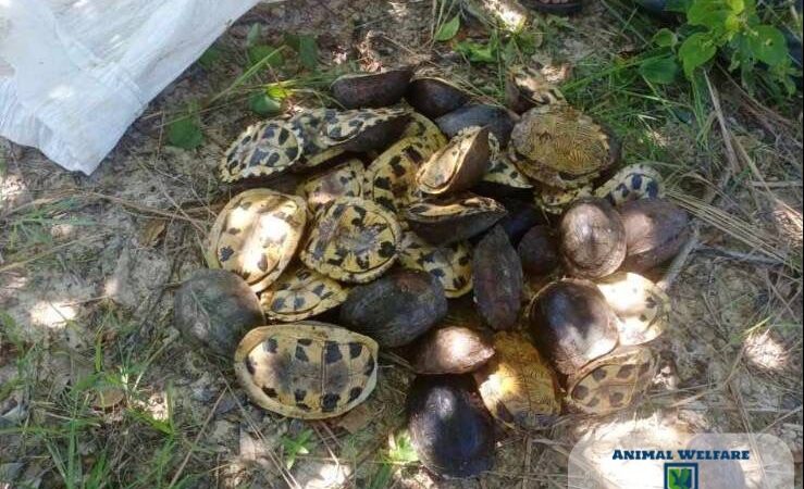Animal Welfare Investigators and Local Authorities Bust Trafficking Network, Rescuing 149 Turtles in the Philippines