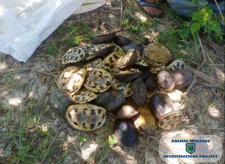 Animal Welfare Investigators and Local Authorities Bust Trafficking Network, Rescuing 149 Turtles in the Philippines