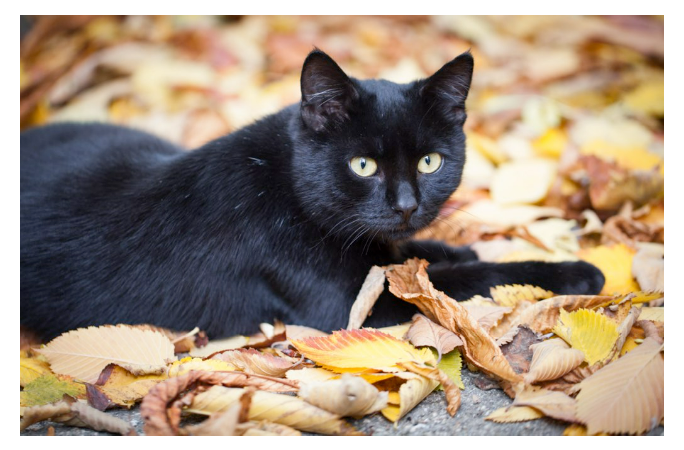 Good luck, bad luck, a witch’s pet – myths debunked this  National Black Cat Day