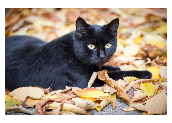 Good luck, bad luck, a witch’s pet – myths debunked this  National Black Cat Day