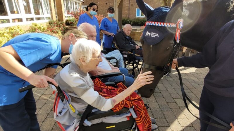 71% of people aged 12-40 said that they felt happy when they saw a horse up close