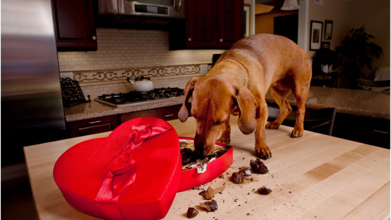 Paws Off: Understanding why chocolate creates a risk for dogs – Chocolate Week Awareness