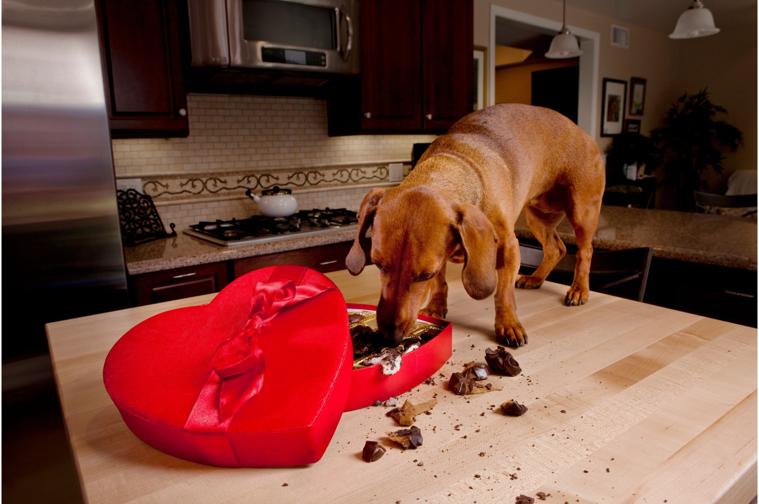 Paws Off: Understanding why chocolate creates a risk for dogs – Chocolate Week Awareness