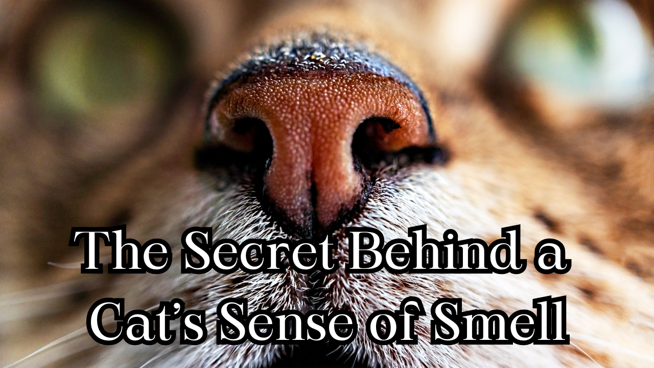 The Secret Behind Your Cat’s Sense of Smell