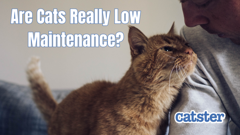 Are Cats Really Low Maintenance Pets?