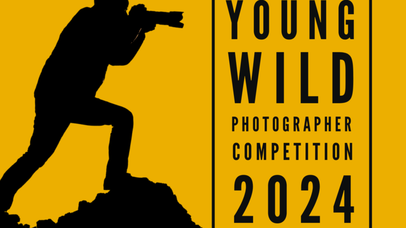Young Wild Photographer Competition Launched by Wildlife Conservation Charity Hen Harrier Action