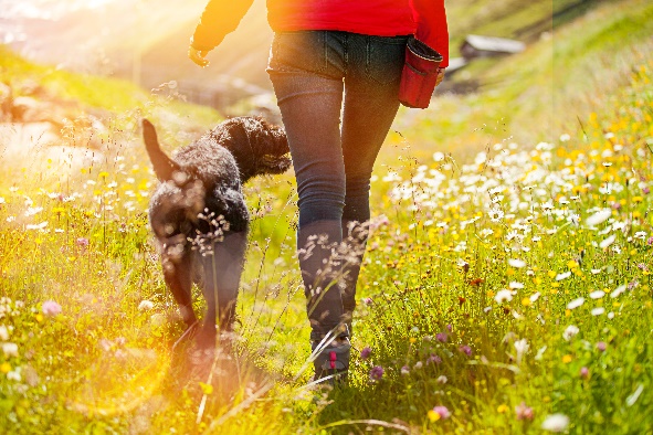 The six best locations in England to take your dog for a walk
