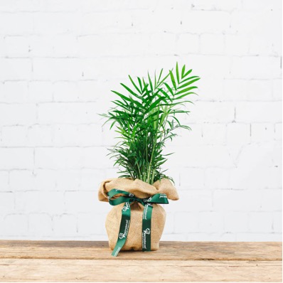 Memorable and sustainable Christmas gifts for the workplace