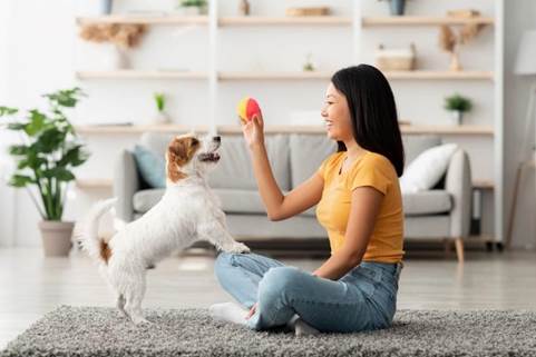 Exercising dogs during the storms: how to stay safe and stimulated indoors