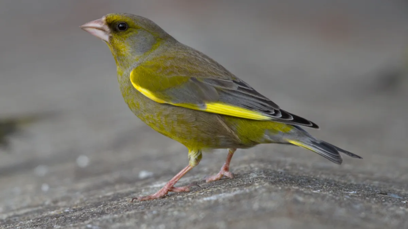 Britain’s disappearing finches – how to do your bit to help protect them