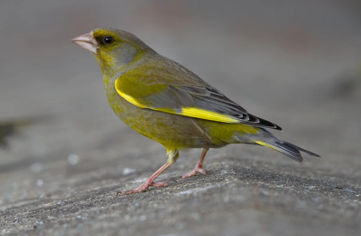 Britain’s disappearing finches – how to do your bit to help protect them