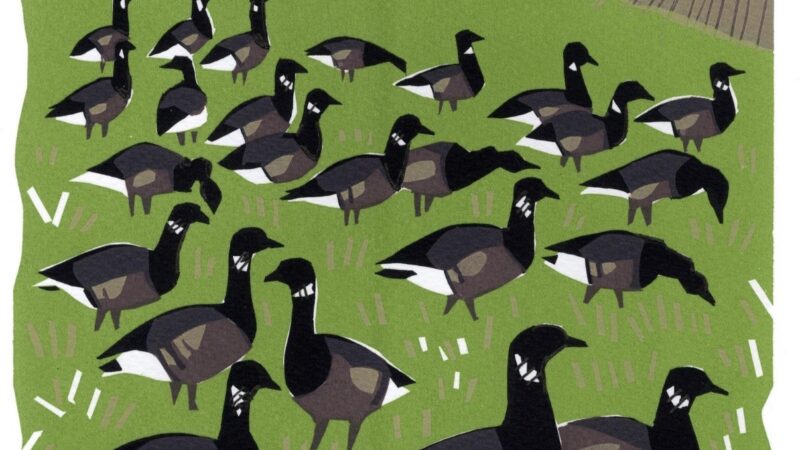 Drawing under water, stoats jumping on paintings and the world’s most dangerous bird posing for a portrait – top wildlife artists share their stories