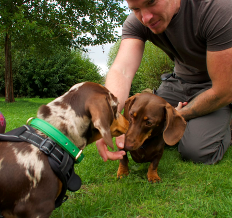 Allison Homes East Midlands helps unleash Leicester’s first ever Paw Festival