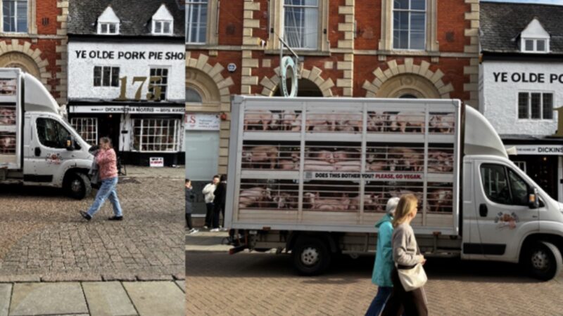 PETA Truck Shows Pigs Bound for Slaughter, Blasts Their Cries Outside Melton Mowbray Eatery