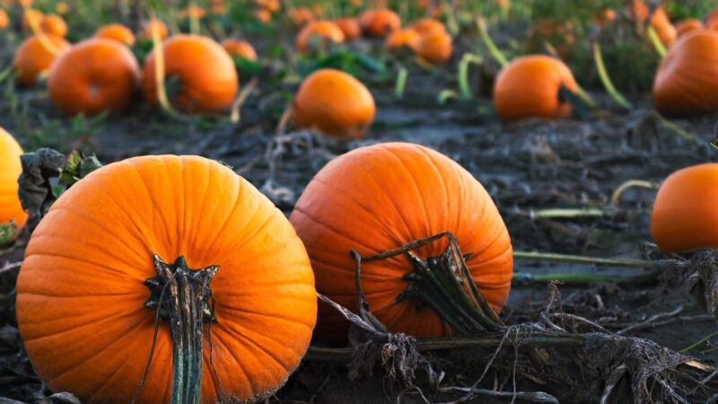 Is this the final Halloween for UK-grown Pumpkins?