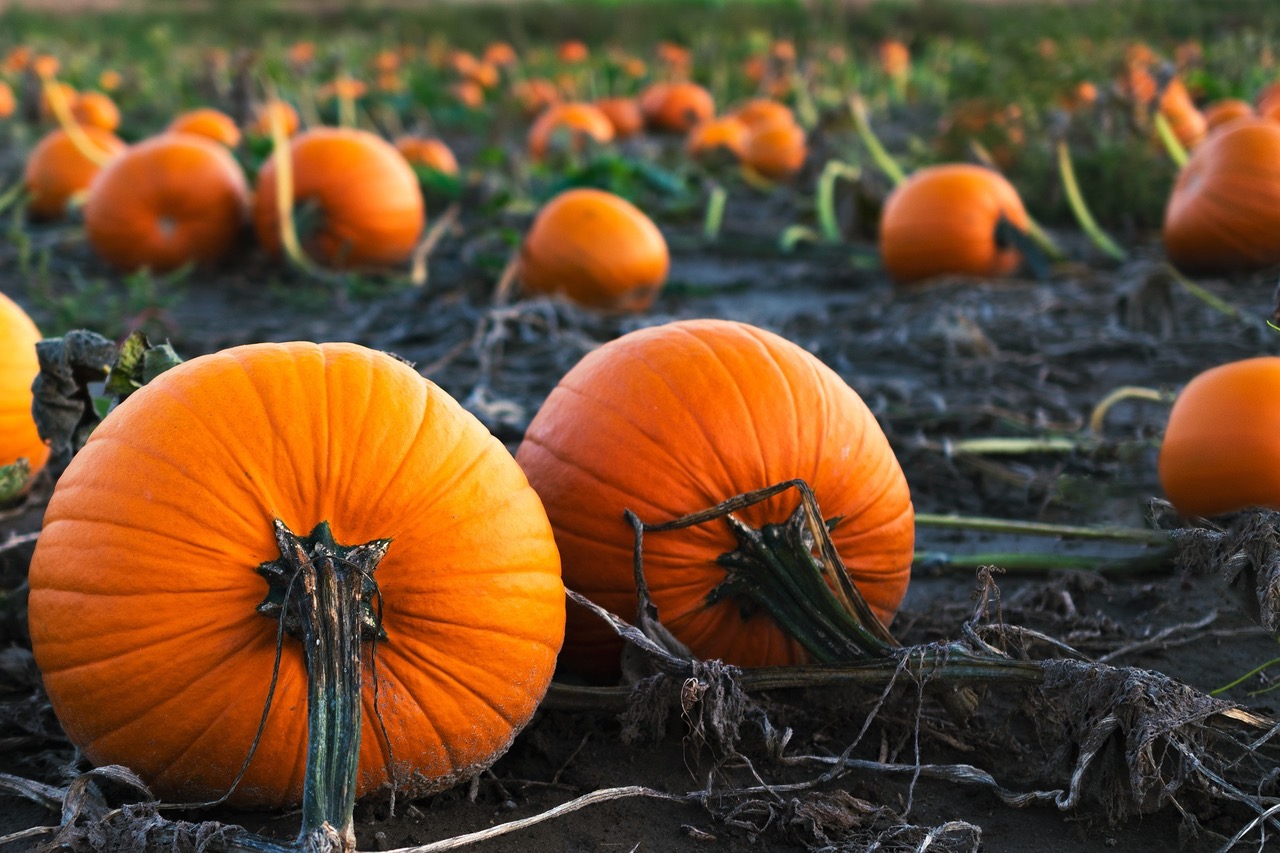Is this the final Halloween for UK-grown Pumpkins?